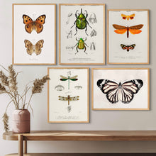 Insects — wall art South Africa