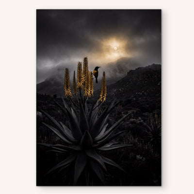 Desert Bloom Under Storm