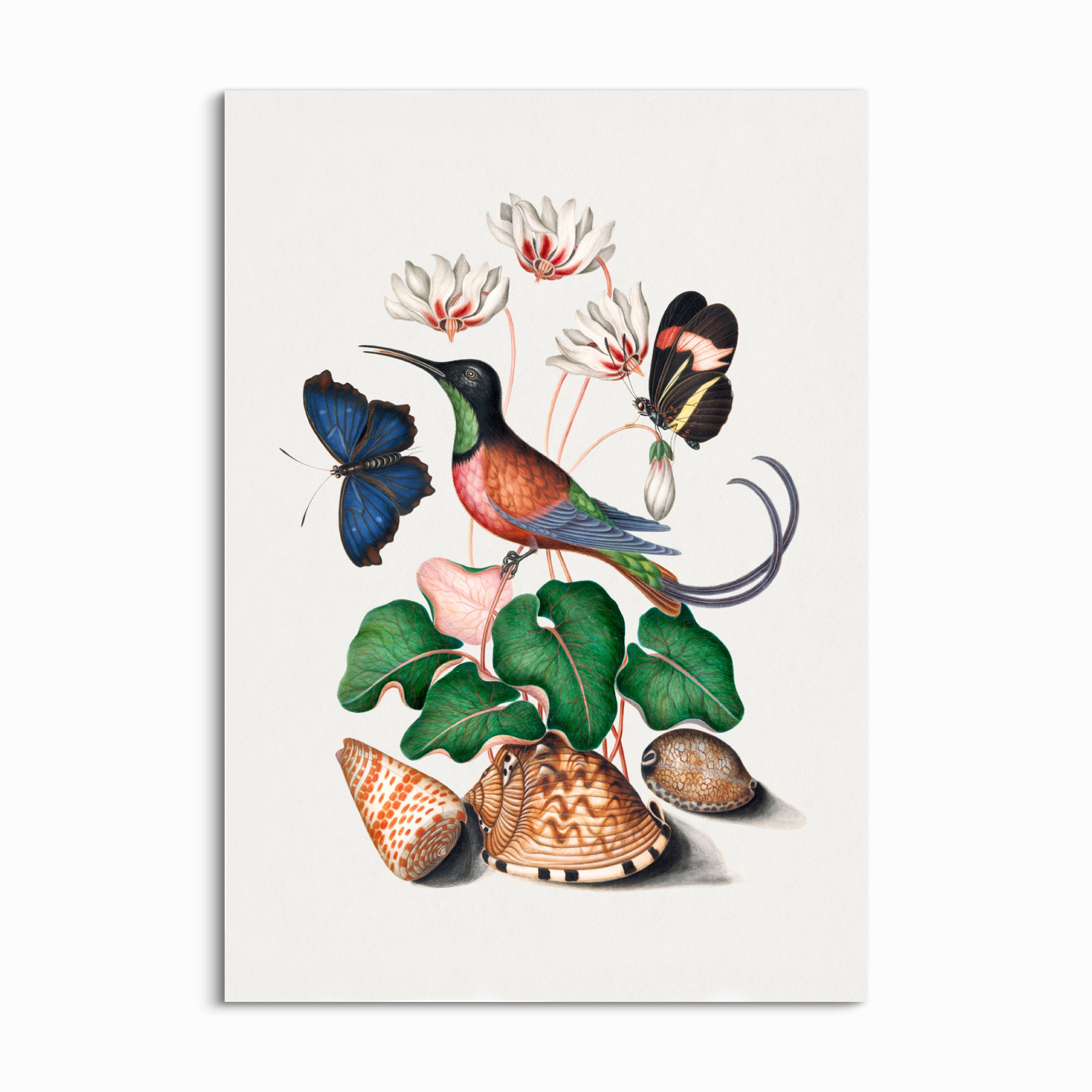 Hummingbird & Shell Symphony Print – Artworld