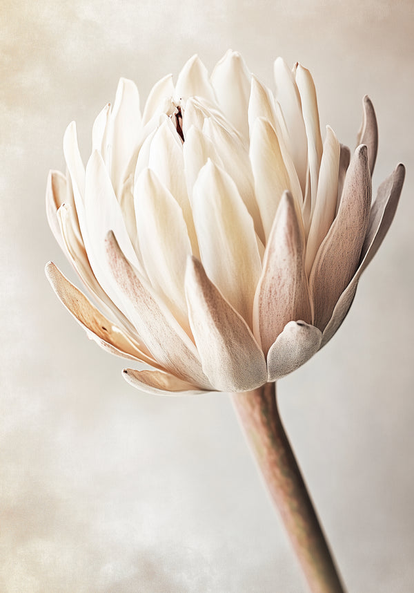 Ethereal Protea