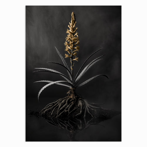 Aloe Majesty
