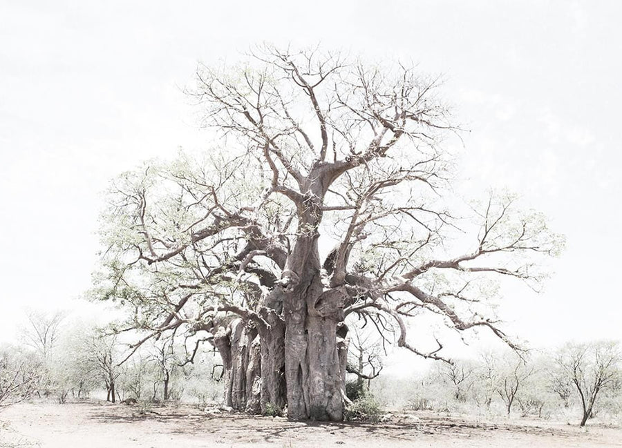 Baobab Print