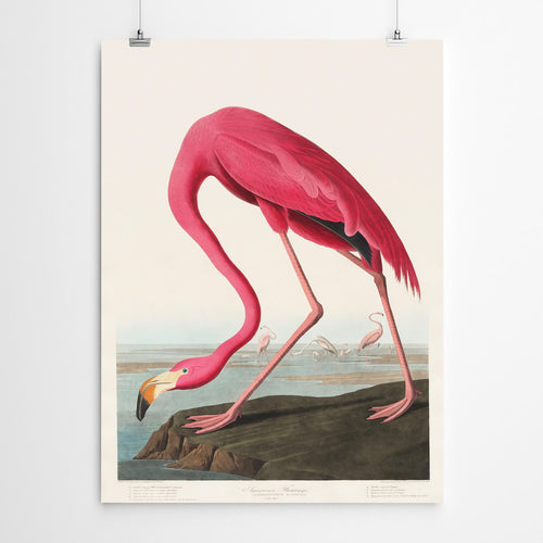 Flamingo Vintage Bird Art