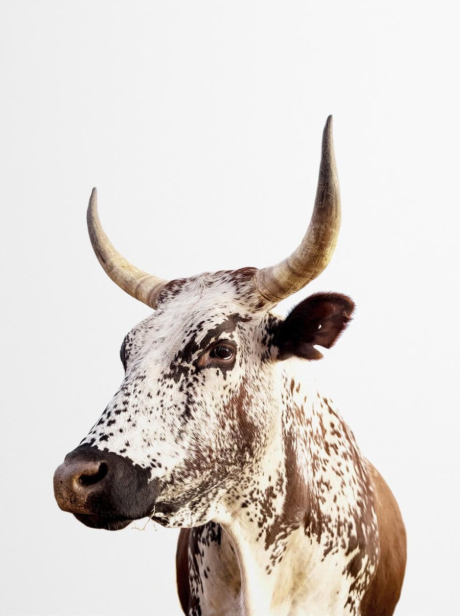 Nguni Cow Wall Art
