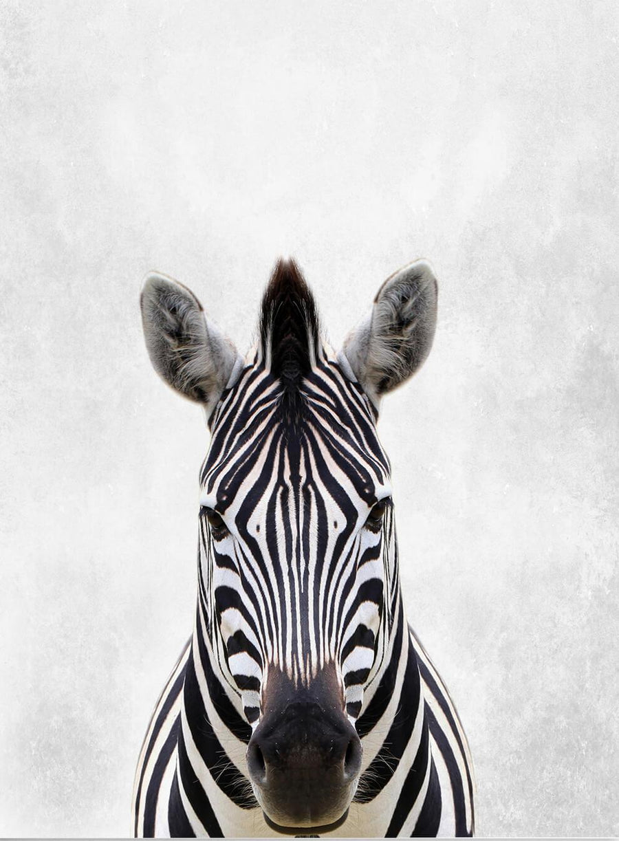 Zebra Fine Art Print