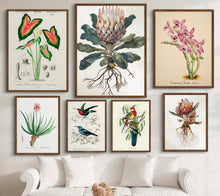 Nature Illustrations — wall art South Africa