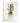 Cactus Solitude