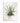 Aloe Serenity