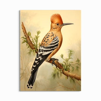 Eurasian Hoopoe Perch