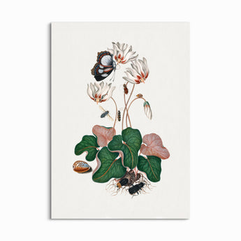 Beetles and Cyclamen Whispers