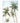 Palms in the Breeze