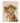 Protea Princess Lion Cub