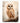 Owl Watch