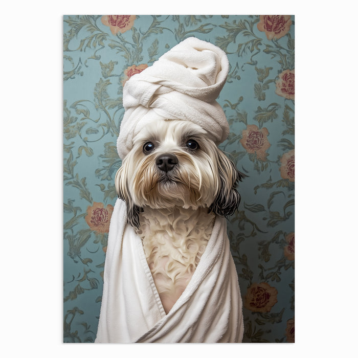 Shih Tzu in Style