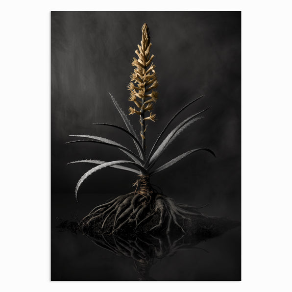 Aloe Majesty
