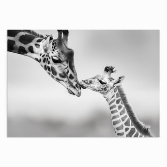 Giraffe Love