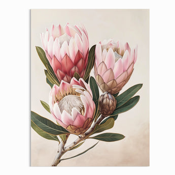 Protea Illustration