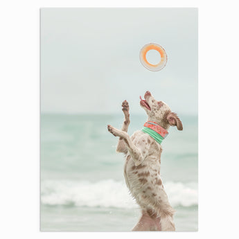 Frisbee Catcher