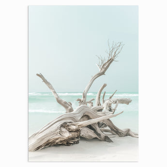 Driftwood Shores