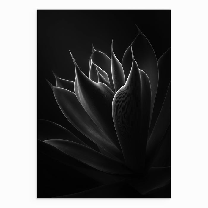 Petals in Shadow