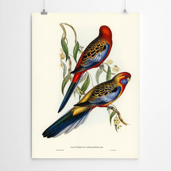 Artworld Wall Art Adelaidia vintage Bird print 40