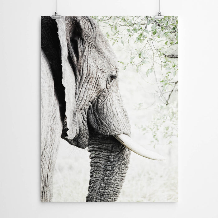 African Elephant Art Print