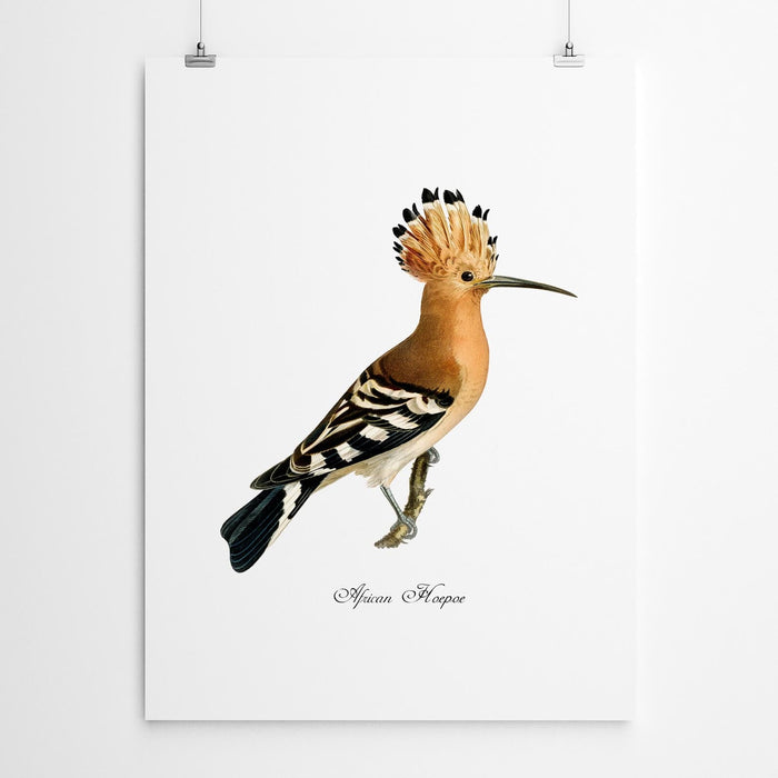 African Hoepoe Vintage Bird Wall Art
