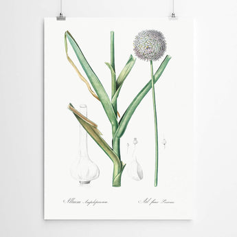 Artworld Wall Art Allium Vintage Botanical Print 60