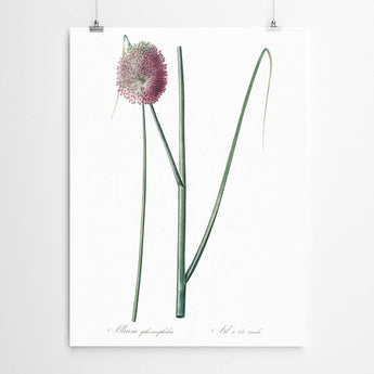 Artworld Wall Art Allium Vintage Wall Art 6