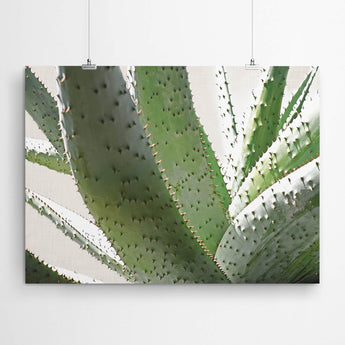 Aloe Art Print