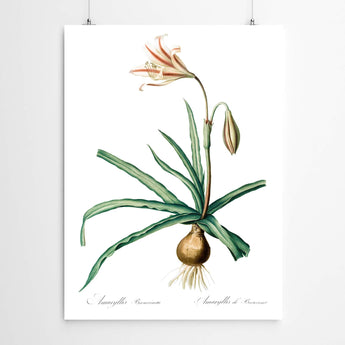 Artworld Wall Art Amaryllis Vintage Art 67