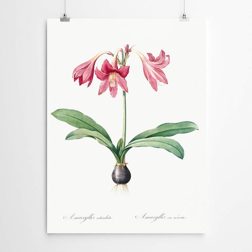 Amaryllis Vintage Art Print