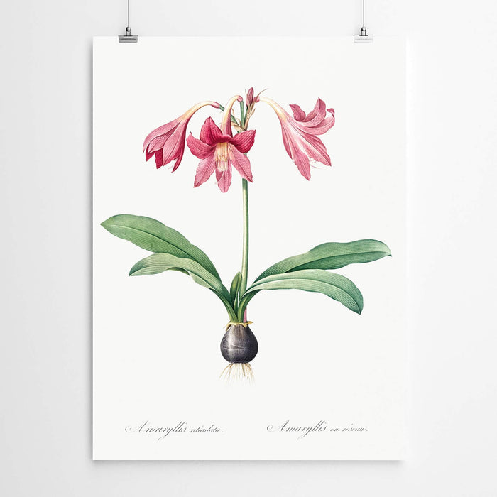 Amaryllis Vintage Art Print