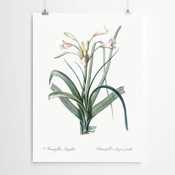 Artworld Wall Art Amaryllis Vintage Wall Art 69