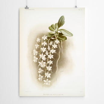 Artworld Wall Art Angraecum Vintage Art Print 7