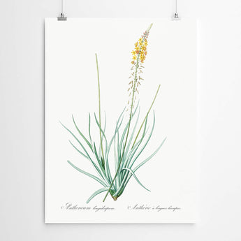 Artworld Wall Art Anthericum Vintage Art Print 72