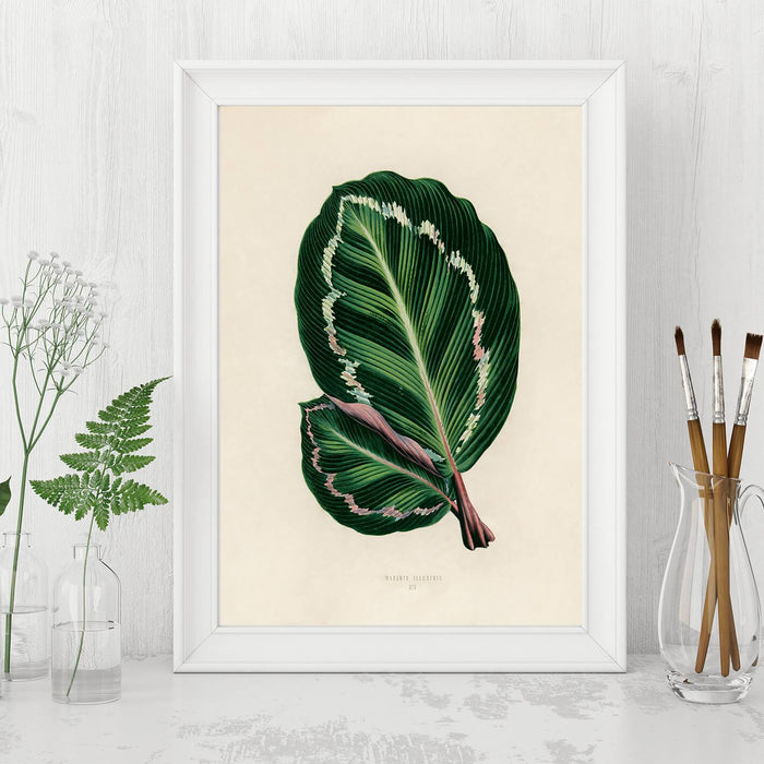 Antique Tropical Leaf Print
