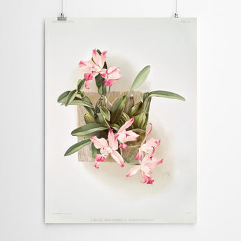 Artworld Wall Art Autumalis Vintage Orchid Print 87