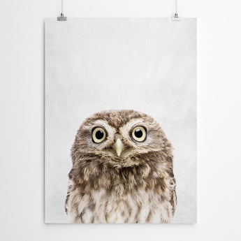 Artworld Wall Art Baby Owl Print 93