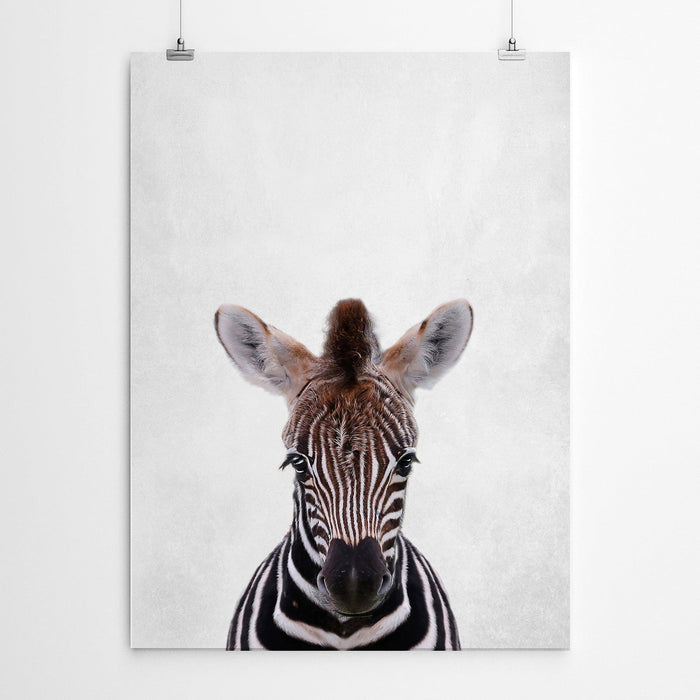Baby Zebra Portrait Nursery Wall Art