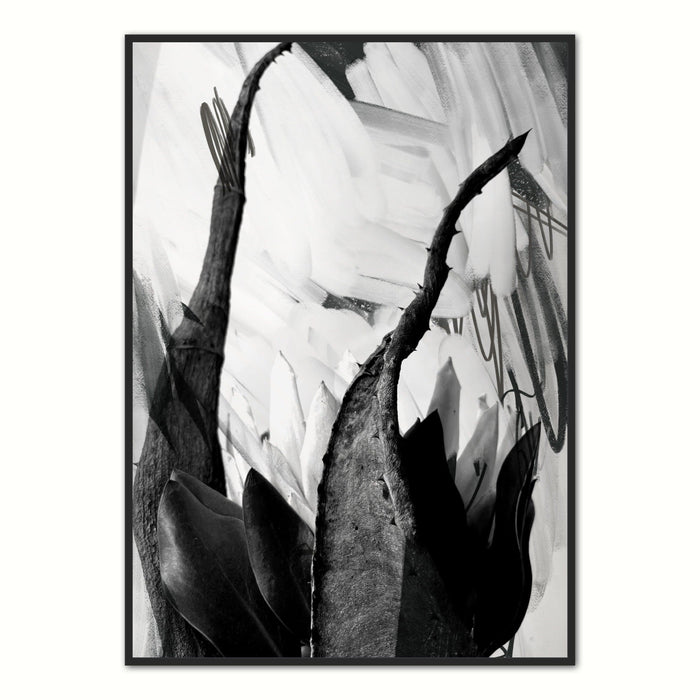Black and White Abstarct Protea Art