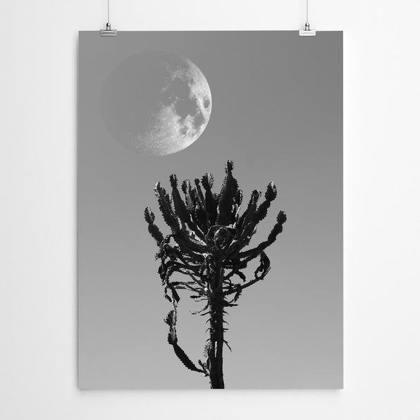 Black and White Cactus Art