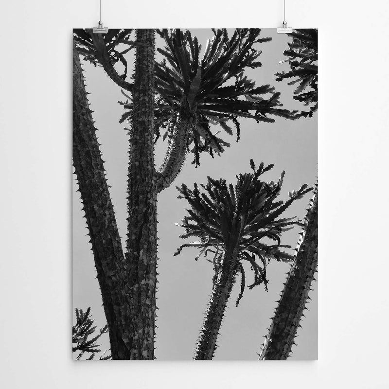 Cactus Art