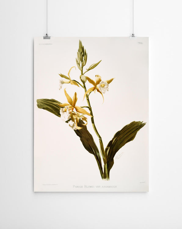 Artworld Wall Art Blumei Vintage Orchid Print 87