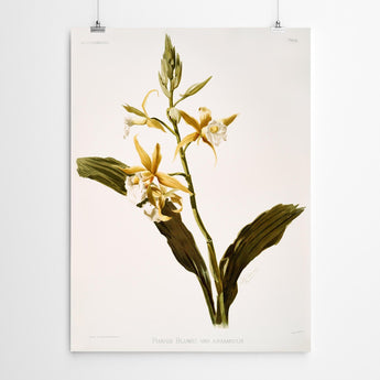 Artworld Wall Art Blumei Vintage Orchid Print 87