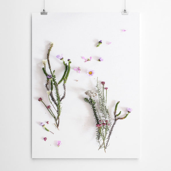 Botanical Floral Fynbos Art