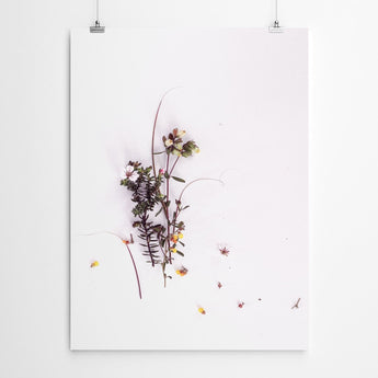 Botanical Floral Fynbos Wall Art