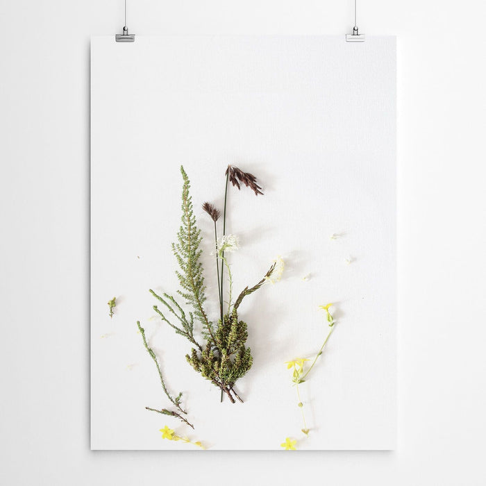 Botanical Fynbos Plant Print