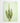 Botanical Wall Art Print