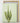 Botanical Wall Art Print